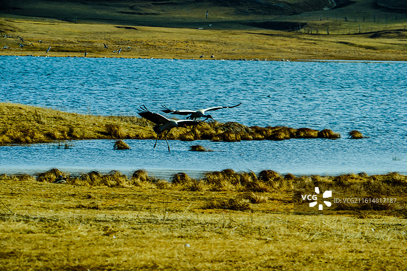 中国云南省昭通市昭阳区大山包镇大海子的黑颈鹤，成对的黑颈鹤，大海子车路村风光，黑颈鹤，越冬，候鸟，图片素材