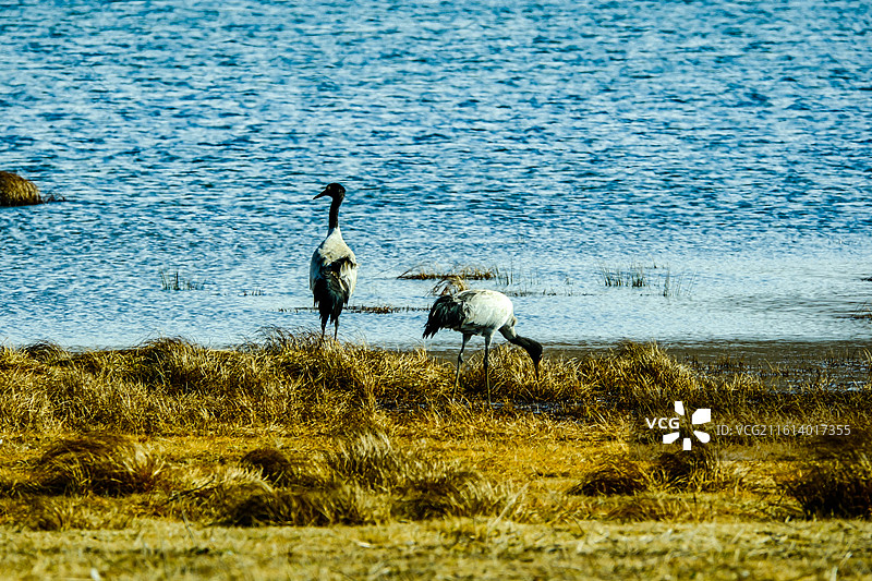 中国云南省昭通市昭阳区大山包镇大海子的黑颈鹤，成对的黑颈鹤，大海子车路村风光，黑颈鹤，越冬，候鸟，图片素材