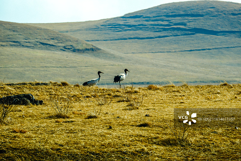 中国云南省昭通市昭阳区大山包镇大海子的黑颈鹤，成对的黑颈鹤，大海子车路村风光，黑颈鹤，越冬，候鸟，图片素材