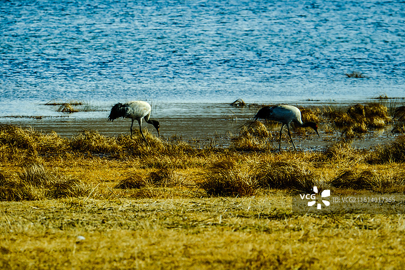 中国云南省昭通市昭阳区大山包镇大海子的黑颈鹤，成对的黑颈鹤，大海子车路村风光，黑颈鹤，越冬，候鸟，图片素材