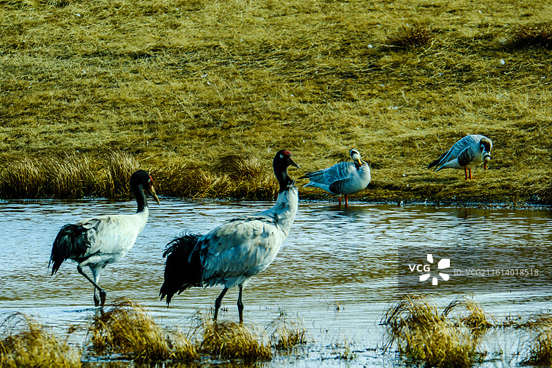 中国云南省昭通市昭阳区大山包镇大海子的黑颈鹤，一群斑头雁，大海子车路村风光，越冬，候鸟，一群黑颈鹤，图片素材