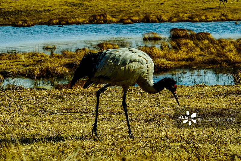 中国云南省昭通市昭阳区大山包镇大海子的黑颈鹤，黑颈鹤，大海子车路村风光，黑颈鹤，越冬，候鸟，一只黑颈图片素材