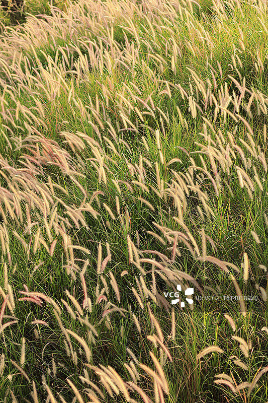 白芒草 逆光 植物 深圳白芒驿 西丽湖绿道图片素材
