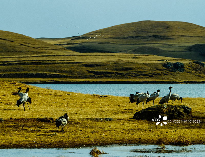中国云南省昭通市昭阳区大山包镇大海子的黑颈鹤，一群斑头雁，大海子车路村风光，越冬，候鸟，一群黑颈鹤，图片素材
