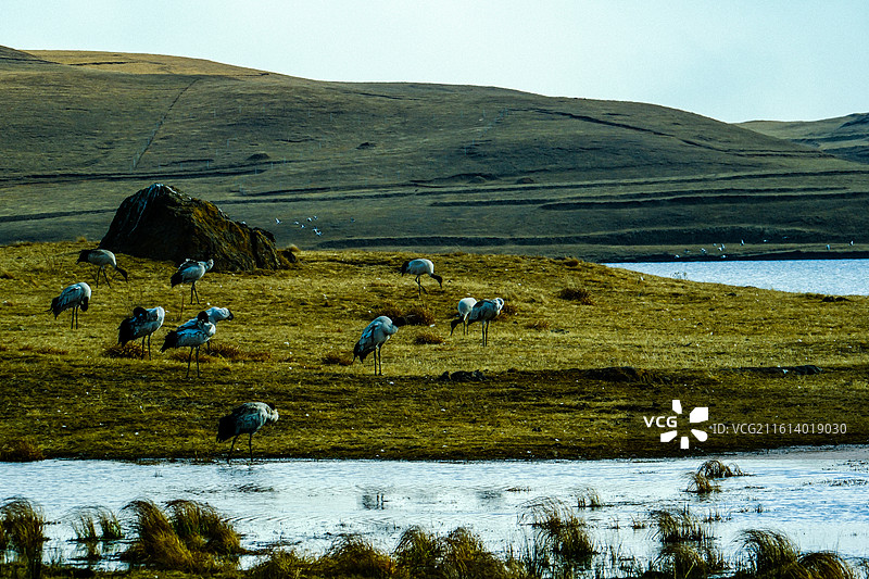 中国云南省昭通市昭阳区大山包镇大海子的黑颈鹤，一群斑头雁，大海子车路村风光，越冬，候鸟，一群黑颈鹤，图片素材
