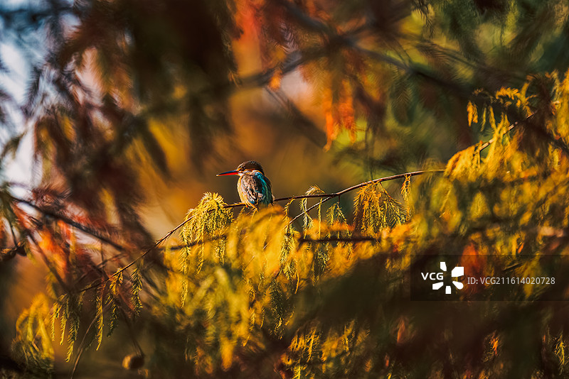 栖息在落羽杉枝头上的翠鸟图片素材
