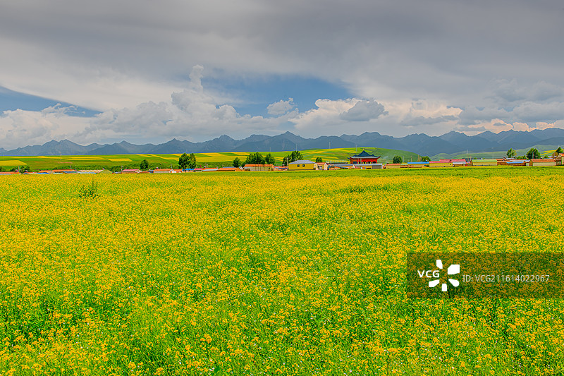 门源夏日风光图片素材