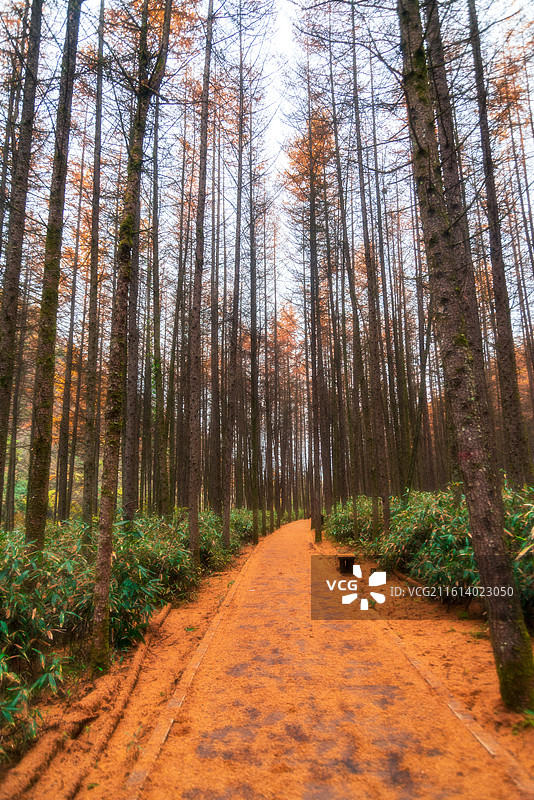 米仓山晚秋景色图片素材