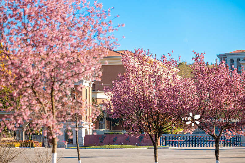 云南大学门口樱花盛放图片素材