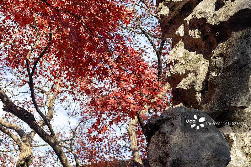 苏州红叶正当时图片素材