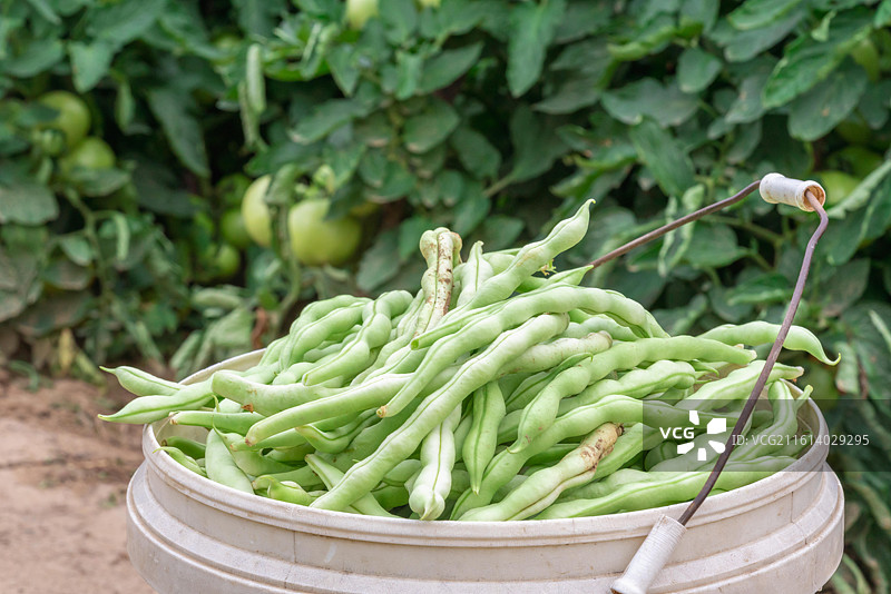 绿豆角图片素材
