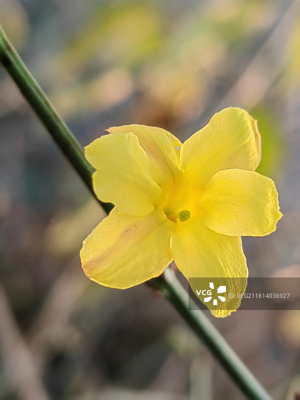 迎春花图片素材