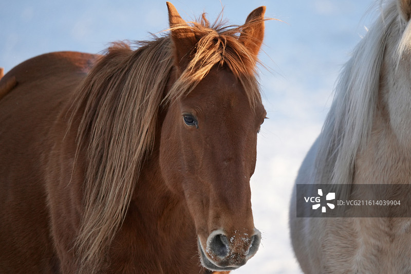 乌兰布统冬天草原白雪骏马马年动物题材图片素材