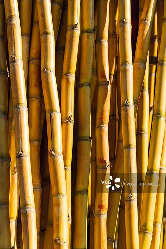 市场售卖的甘蔗图片素材