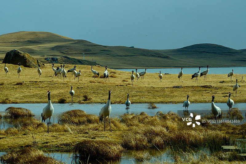 冬季到中国云南省昭通市昭阳区大山包镇大海子越冬黑颈鹤，大海子车路村风光，黑颈鹤，越冬，候鸟， 大山包图片素材