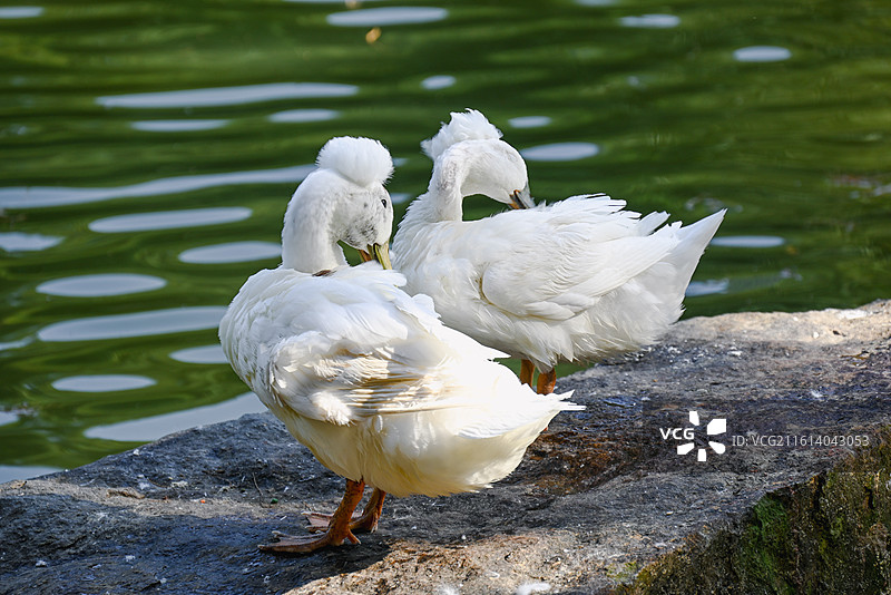 水禽-鸭子图片素材