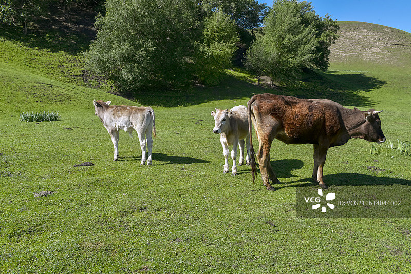 娜娜提空中草原图片素材
