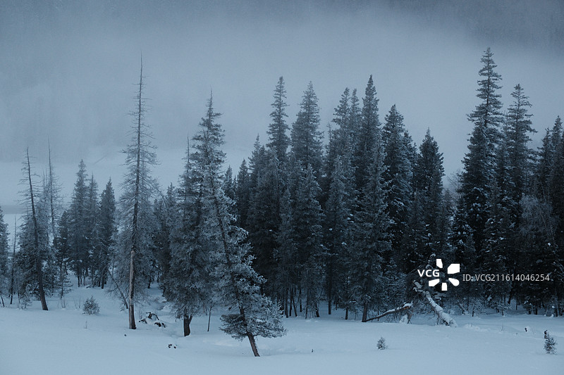 新疆阿勒泰喀纳斯神仙湾寒冬雪景晨雾朦胧如水墨画图片素材