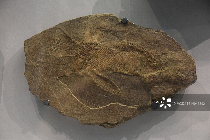 鱼化石 成都理工大学博物馆图片素材