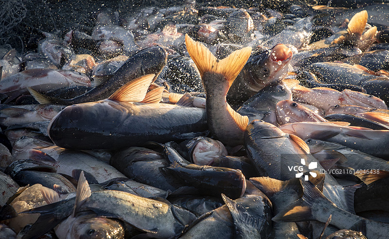 查干湖冬捕，冬天的捕鱼业，冰面打捞的场景，东北冬天的冬捕文化图片素材