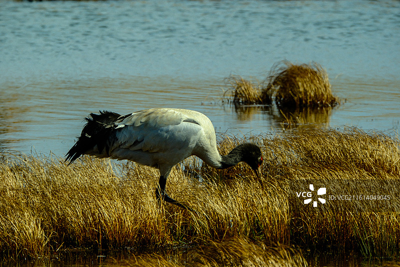 冬季到中国云南省昭通市昭阳区大山包镇大海子越冬黑颈鹤，大海子车路村风光，黑颈鹤，越冬，候鸟， 大山包图片素材