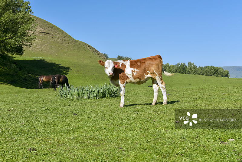 娜娜提空中草原图片素材