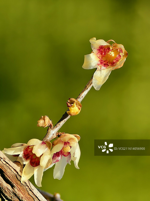 寒枝上挑着玲珑灯图片素材