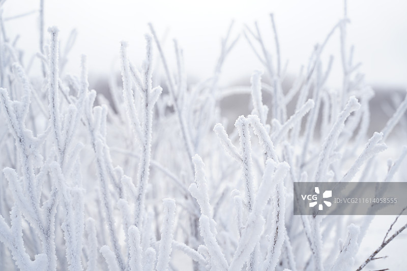 大寒乌兰布统湖泊河流冰面雾凇树挂树枝冬天雪景图片素材