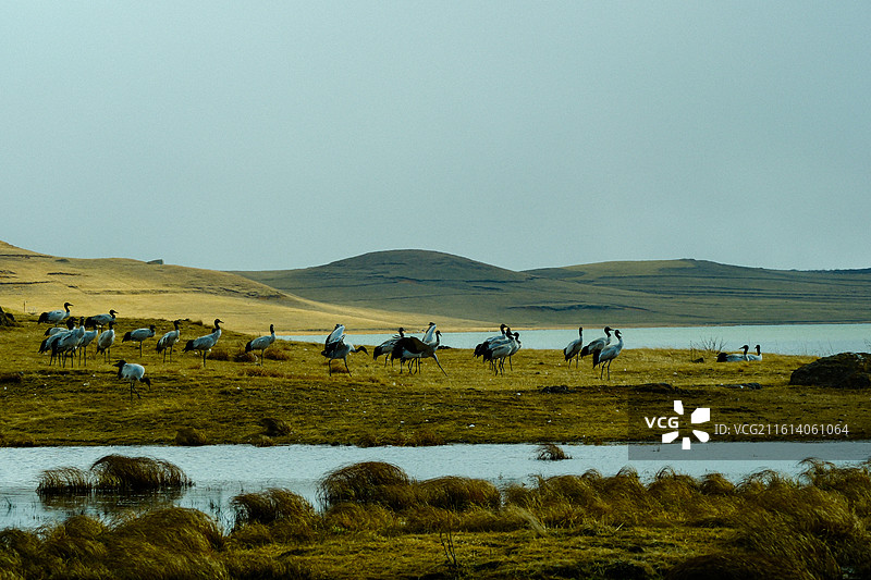 冬季到中国云南省昭通市昭阳区大山包镇大海子越冬黑颈鹤，大海子车路村风光，黑颈鹤，越冬，候鸟， 大山包图片素材