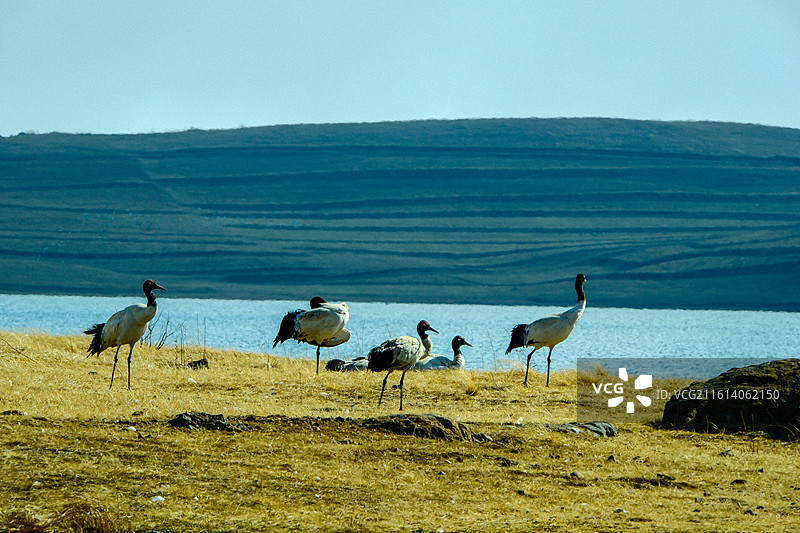 冬季到中国云南省昭通市昭阳区大山包镇大海子越冬黑颈鹤，黑颈鹤，候鸟， 大山包国家级黑颈鹤自然保护区图片素材
