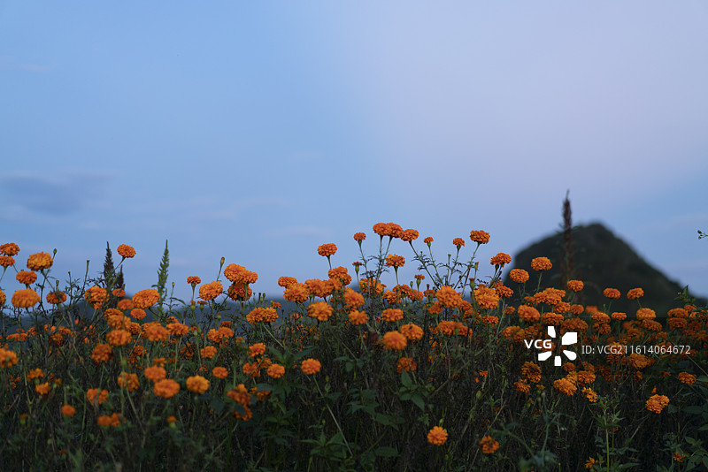 云南罗平金鸡万寿菊花海图片素材