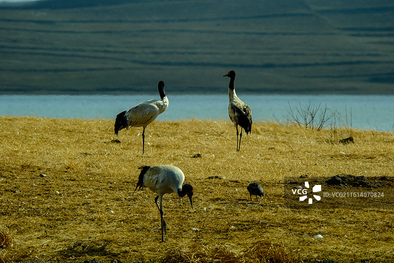 冬季到中国云南省昭通市昭阳区大山包镇大海子越冬黑颈鹤，大海子车路村风光，黑颈鹤，越冬，候鸟， 大山包图片素材