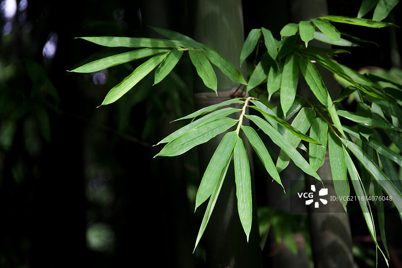 翠绿的竹叶竹子特写图片素材