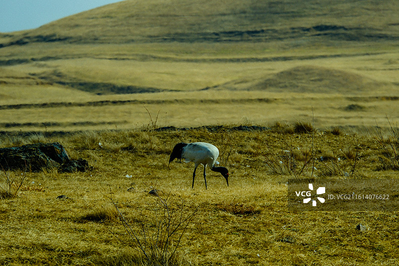 冬季到中国云南省昭通市昭阳区大山包镇大海子越冬黑颈鹤，黑颈鹤，候鸟， 大山包国家级黑颈鹤自然保护区图片素材