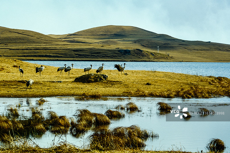 中国云南省昭通市昭阳区大山包镇大海子的黑颈鹤，一群斑头雁，大海子车路村风光，越冬，候鸟，一群黑颈鹤，图片素材