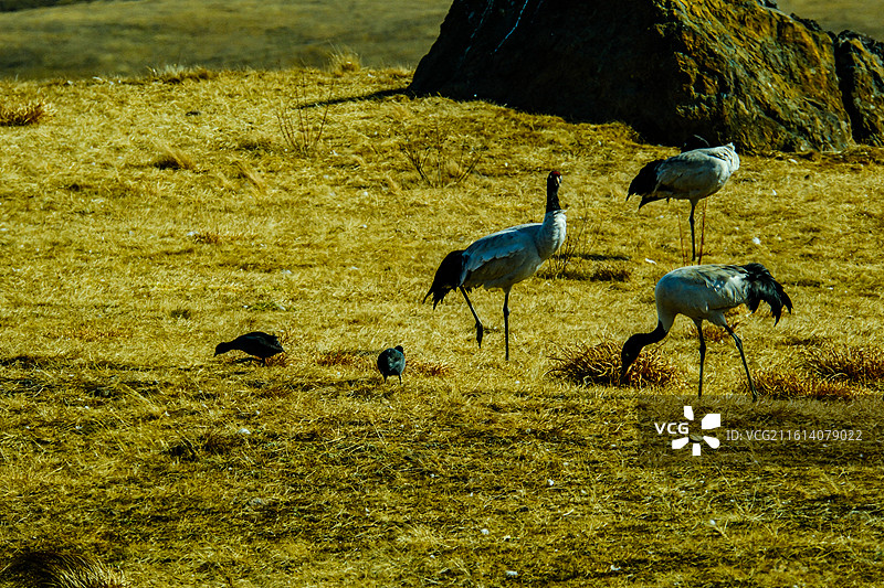 中国云南省昭通市昭阳区大山包镇大海子的黑颈鹤，一群斑头雁，大海子车路村风光，越冬，候鸟，一群黑颈鹤，图片素材