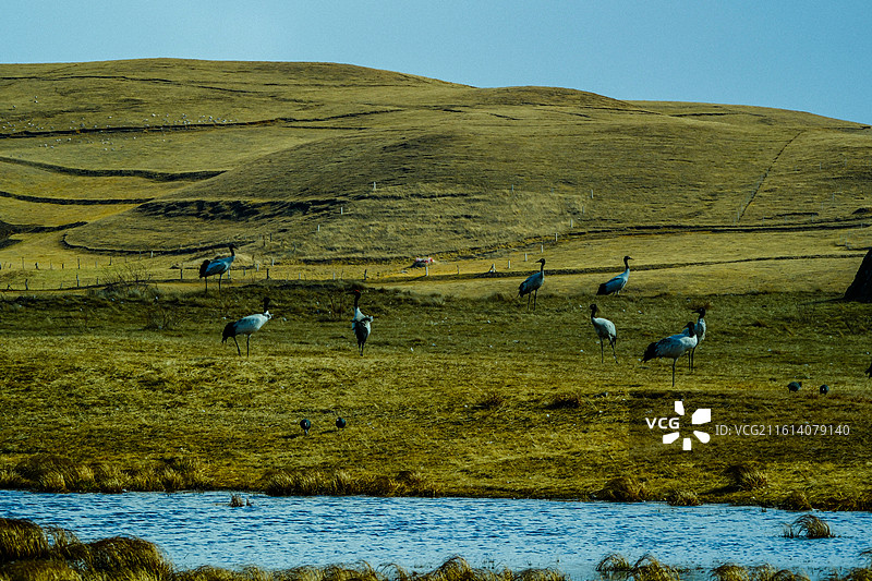 中国云南省昭通市昭阳区大山包镇大海子的黑颈鹤，一群斑头雁，大海子车路村风光，越冬，候鸟，一群黑颈鹤，图片素材