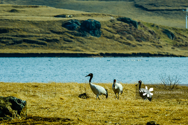 中国云南省昭通市昭阳区大山包镇大海子的黑颈鹤，一群斑头雁，大海子车路村风光，越冬，候鸟，一群黑颈鹤，图片素材