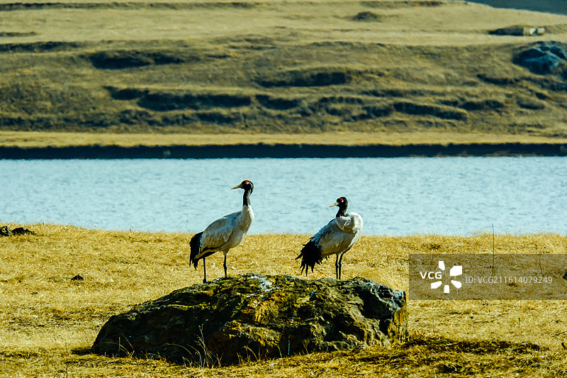 中国云南省昭通市昭阳区大山包镇大海子的黑颈鹤，成对的黑颈鹤，大海子车路村风光，黑颈鹤，越冬，候鸟，图片素材
