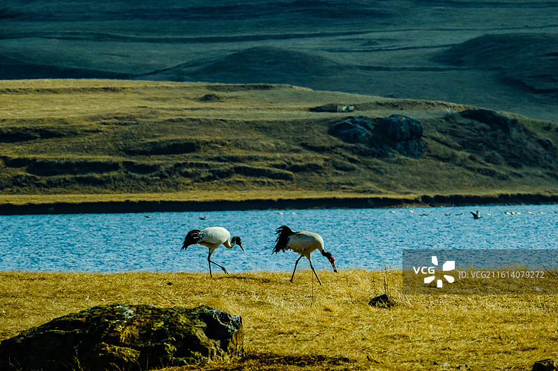 中国云南省昭通市昭阳区大山包镇大海子的黑颈鹤，成对的黑颈鹤，大海子车路村风光，黑颈鹤，越冬，候鸟，图片素材