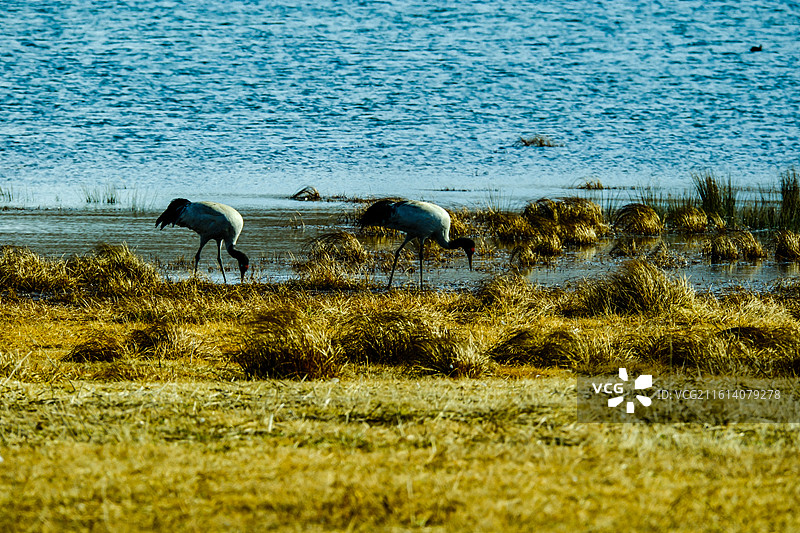 中国云南省昭通市昭阳区大山包镇大海子的黑颈鹤，成对的黑颈鹤，大海子车路村风光，黑颈鹤，越冬，候鸟，图片素材
