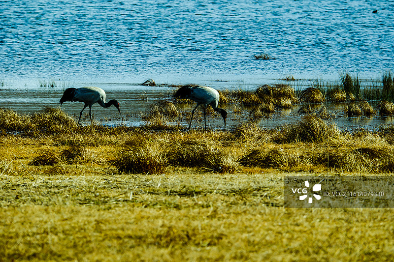 中国云南省昭通市昭阳区大山包镇大海子的黑颈鹤，成对的黑颈鹤，大海子车路村风光，黑颈鹤，越冬，候鸟，图片素材