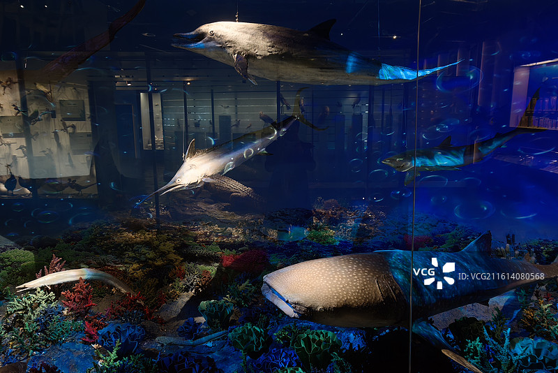 江阴博物馆，文物，历史，历史文化，文化底蕴，博物馆藏品，国家文物，自然生物展厅，海底乐园，海底世界图片素材