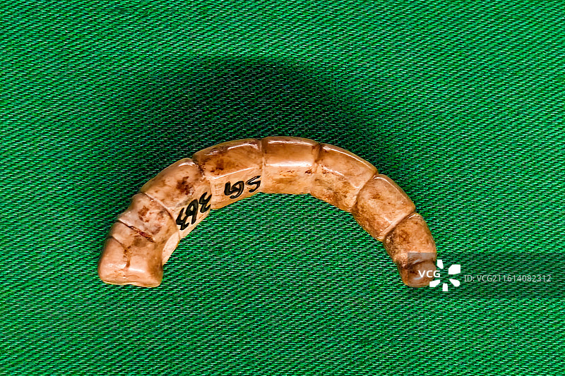 玉蚕 西周 三门峡市虢国博物馆藏 摄于吴文化博物馆“纹章九州——中国古代的纹饰和纹样”展图片素材