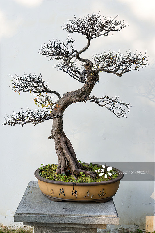 成都百花潭公园川派盆景图片素材