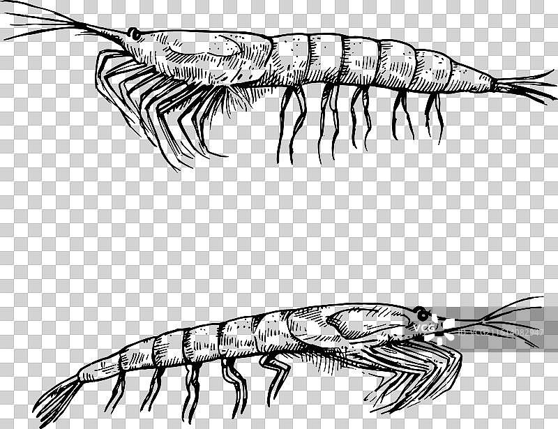 sea krill isolated on white background black and图片素材