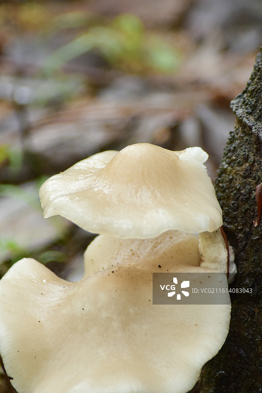 中国真菌-蘑菇属蘑菇图片素材