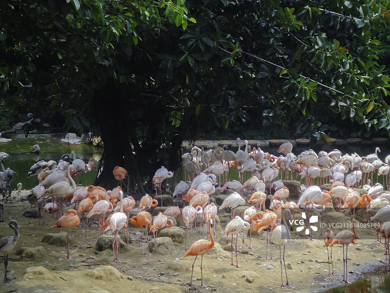 成群的火烈鸟 倒影 意为火焰或火 《濒危物种红色名录》图片素材