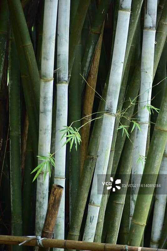 中国植物-Bambusa chungii 粉单竹图片素材