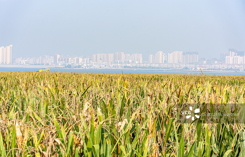晴空蓝天下的田野农田玉米地风景与城市建筑背景图片素材